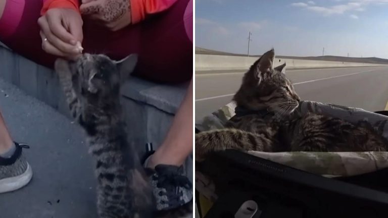 skinny kitten begging for food