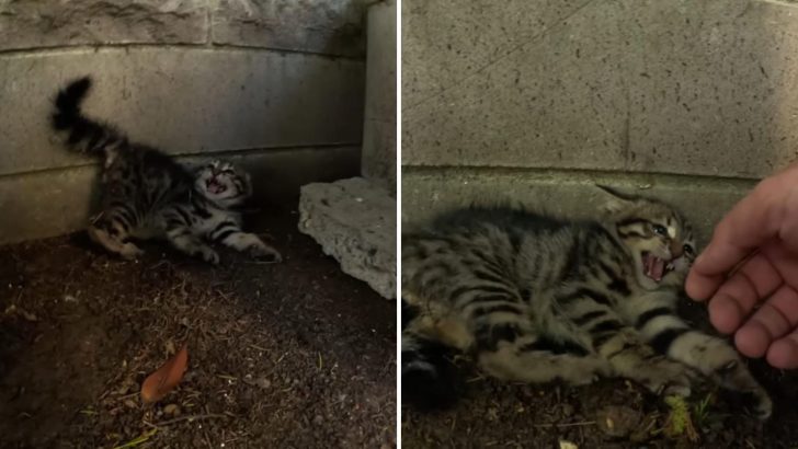 Spicy Feral Kitten Was Terrified Of Humans But Eventually Grew To Trust Them