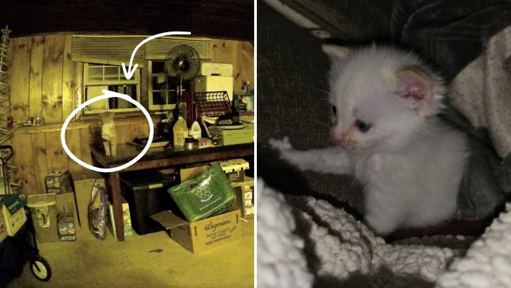 Stray Cat Brought A Tiny Kitten To A Loving Family To Shield Him From The Raging Storm