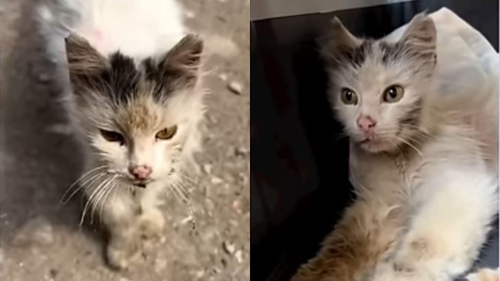 Stray Cat In A Desperate Condition Follows A Woman Begging To Be Adopted