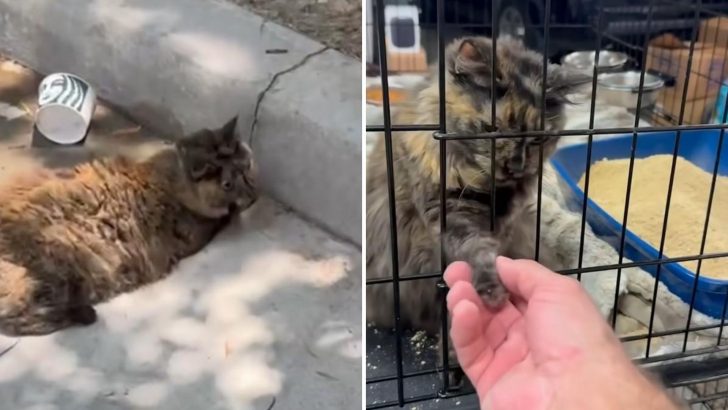Stray Cat Living Outside Starbucks Rescued By A Kindhearted Man Just In Time