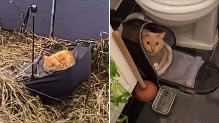 Stray Cat Refuses To Leave The Bathroom After Being Cruelly Abandoned In A Closed Store