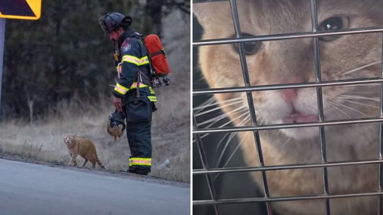 stray cat and firefighter