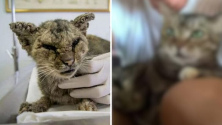 Stray Cat Struggling With A Severe Skin Infection Undergoes A Miraculous Transformation