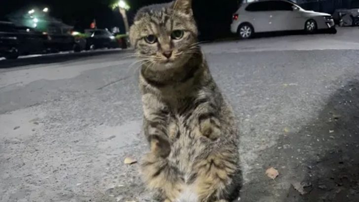 Stray Cat Without Front Limbs And One Ear Finds A Loving Home