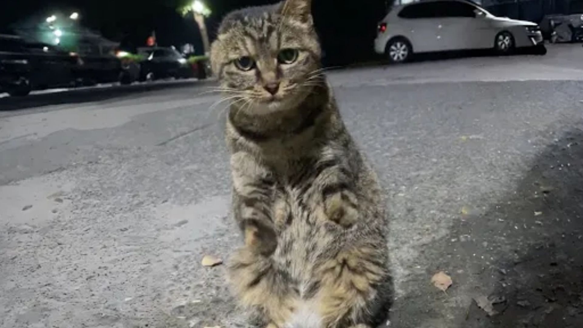stray cat without front limbs