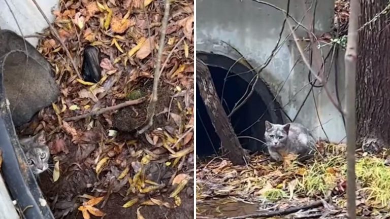 stray cat in drainage pipe