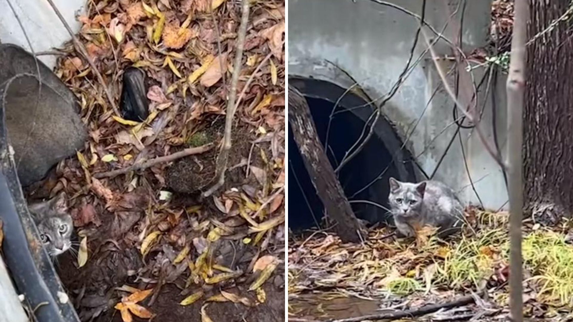 stray cat in drainage pipe
