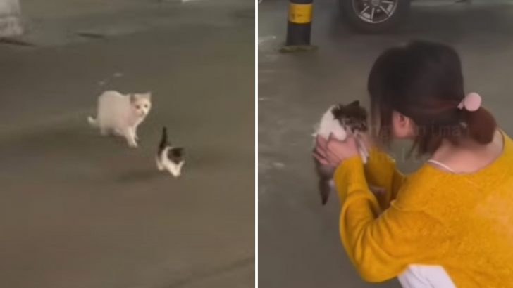 Stray Mama Cat Abandons Her Baby Hoping A Kind Woman Would Take Him In