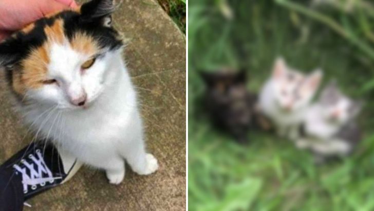 Stray Mama Cat Urges Rescuers To Follow Leading To A Heartwarming Surprise