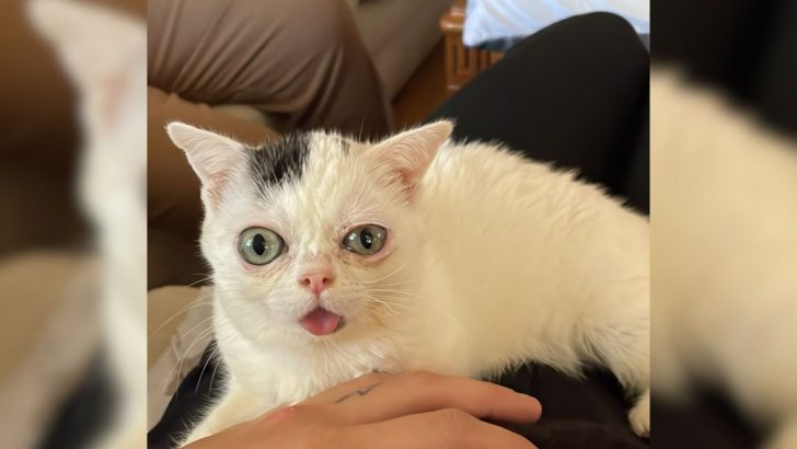 This Adorable Dwarf Kitty With A Unique Appearance Will Steal Your Heart And Make You Smile