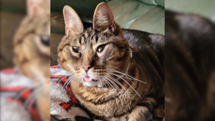 This Cat Was Abandoned And Overlooked In A Shelter, Just Because Of His Appearance 