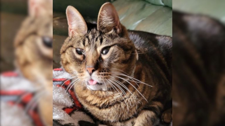 cat with strange face in a shelter