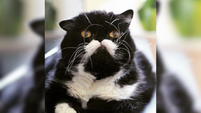 Black cat with moustache