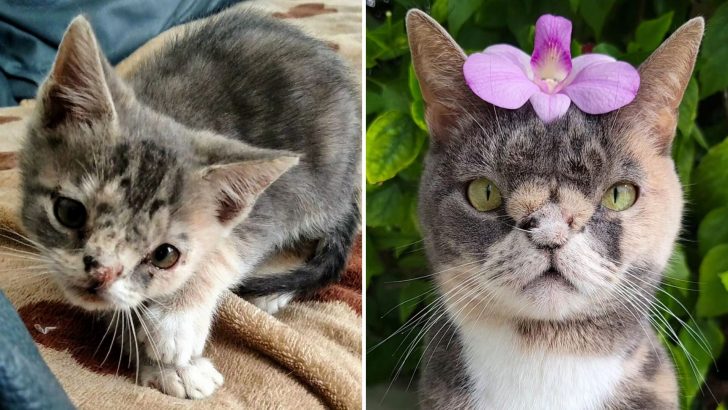 This Cat’s Previous Owner Deemed Her Ugly, Watch How Special She Is Now