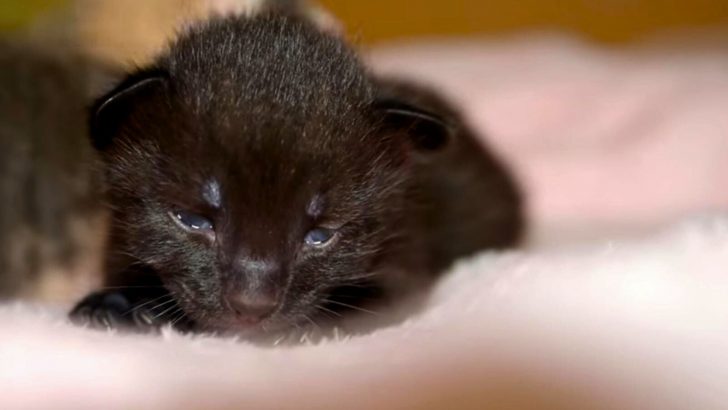 This Family Overcame Superstition By Giving This Black Kitten A Loving Home