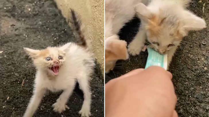 This Feisty Kitten Has A Change Of Heart Once He Smells A Yummy Treat