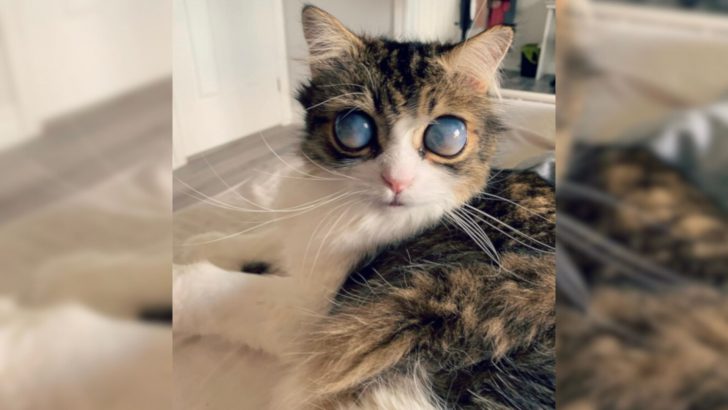 This Gorgeous Cat Has Moon-Like Eyes, Earning The Nickname ‘Alien Cat’