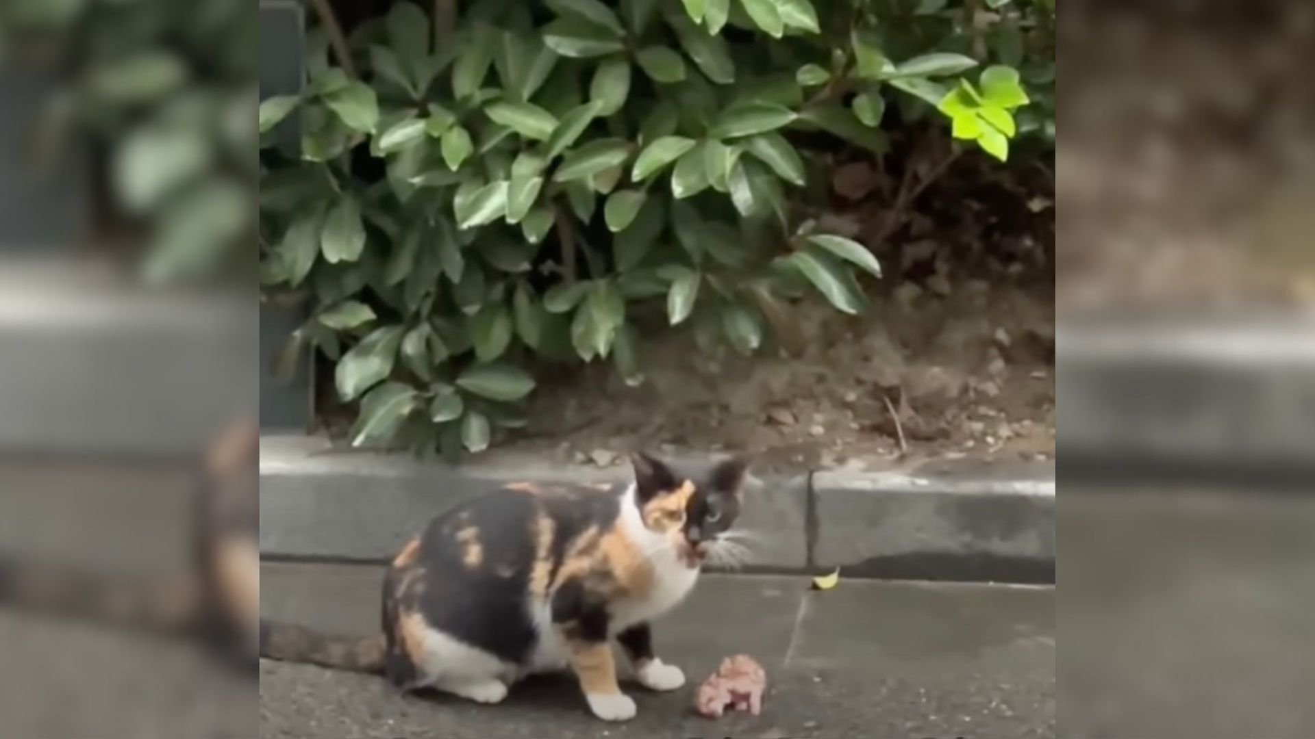 two kittens saved by woman