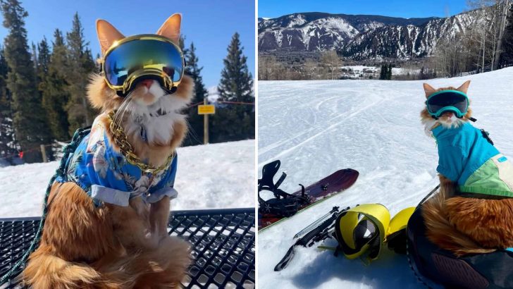 This Kitty Can’t Get Enough Of The Slopes And Even Has His Own Ski Pass