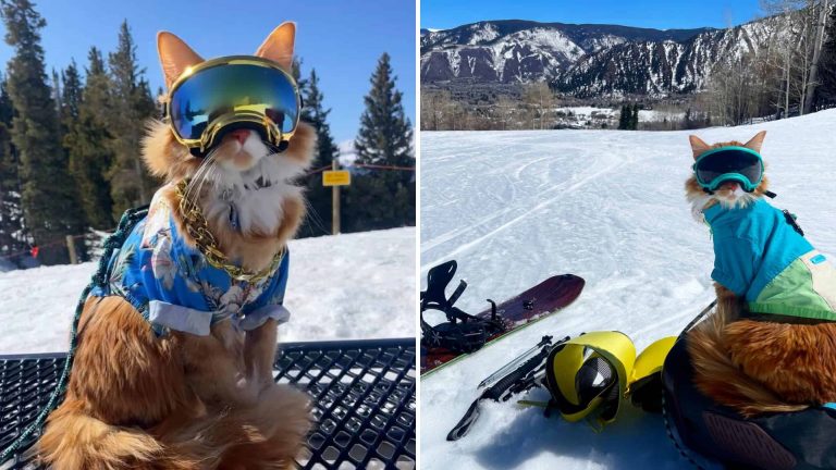 ginger cat has a ski pass