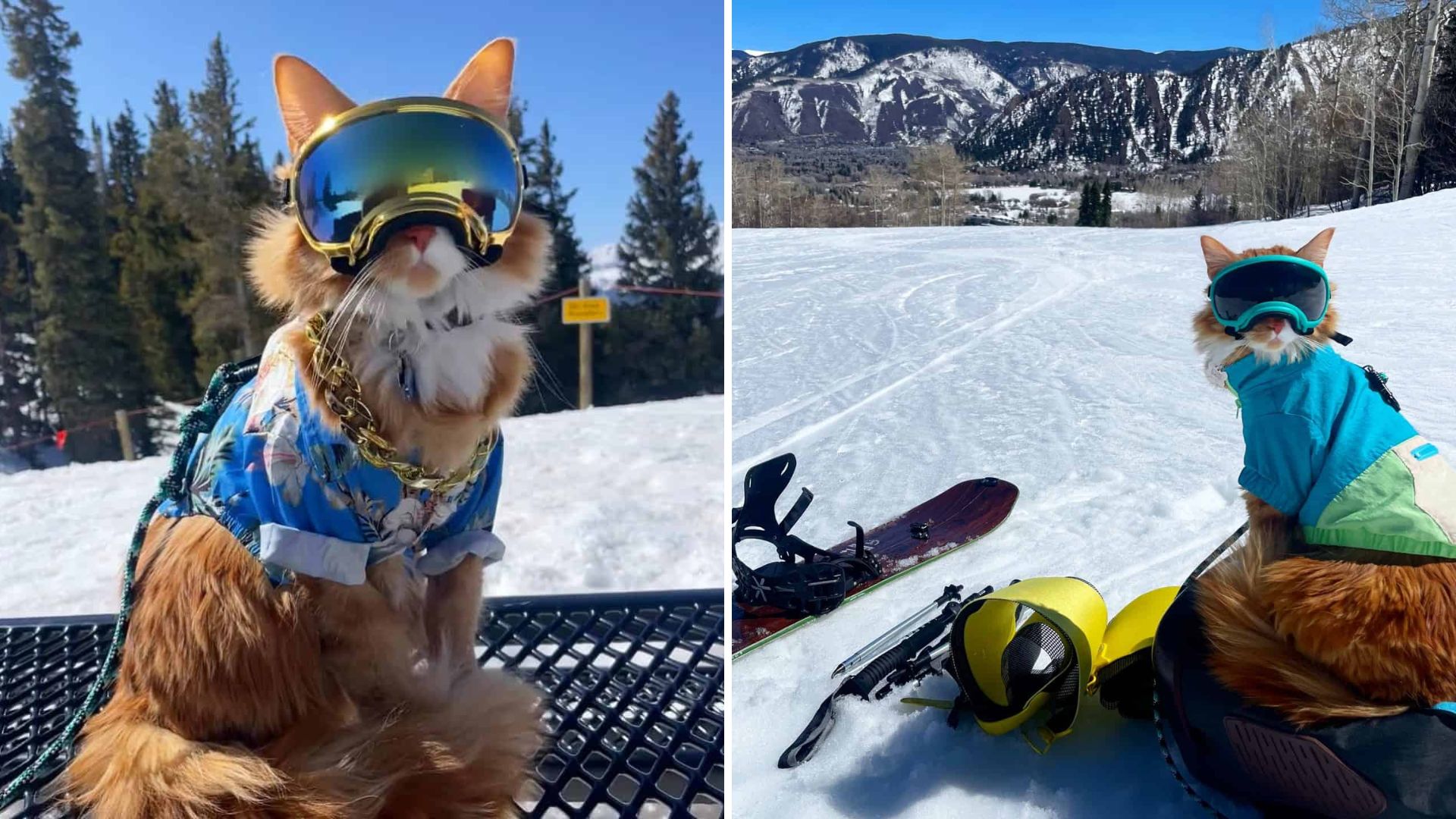 ginger cat has a ski pass