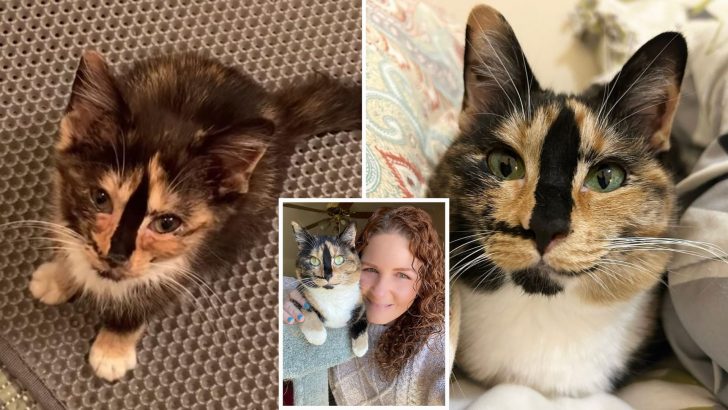 This Smiling Kitty Survived The Impossible And Now Enjoys A Happy Life With Her Beloved Owner