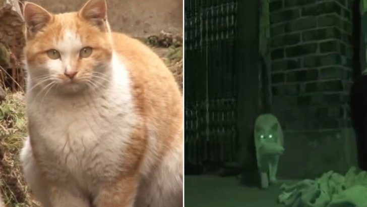This Stray Cat Became A Thief Just To Prove His Love And Gratitude