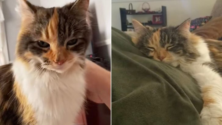 This Talkative Cat Was Returned To The Shelter By Her Previous Owner, Now She’s Daddy’s Girl