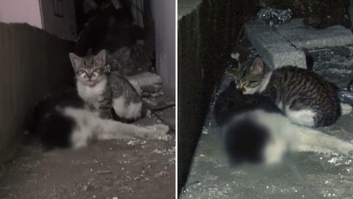 This Touching Story Of A Kitten Trying To Bring Her Father Back To Life Will Break Your Heart