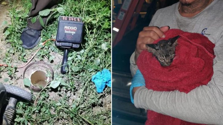 Three Arizona Groups Team Up To Free A Helpless Kitten Stuck In An Underground Pipe