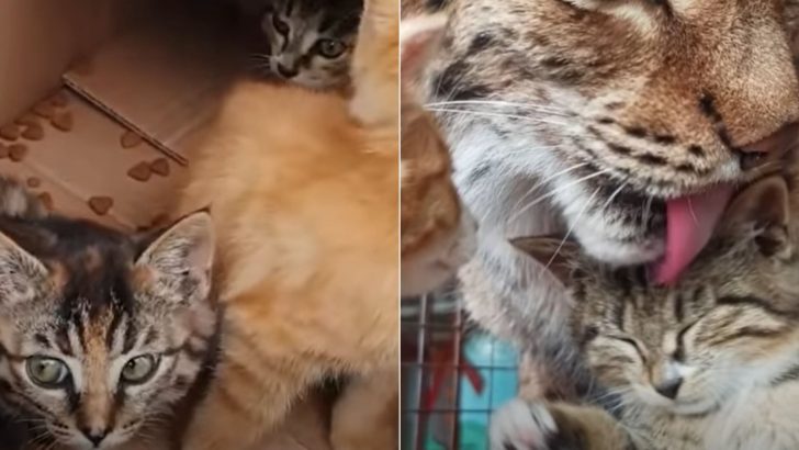 Three Kittens Abandoned In A Box At Zoo Find Love Next To A Scary Predator