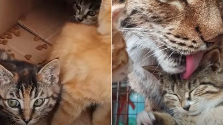 kittens in a zoo abandoned