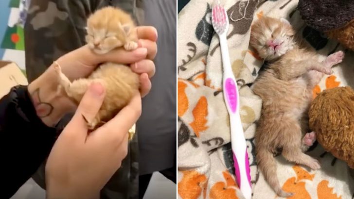 Tiny Kitten Fights A Dangerous Virus After Being Abandoned In A Tissue Box