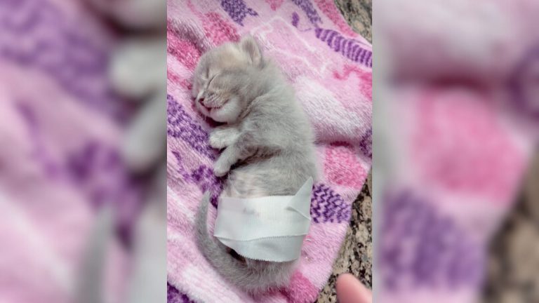 tiny kitten with taped back legs