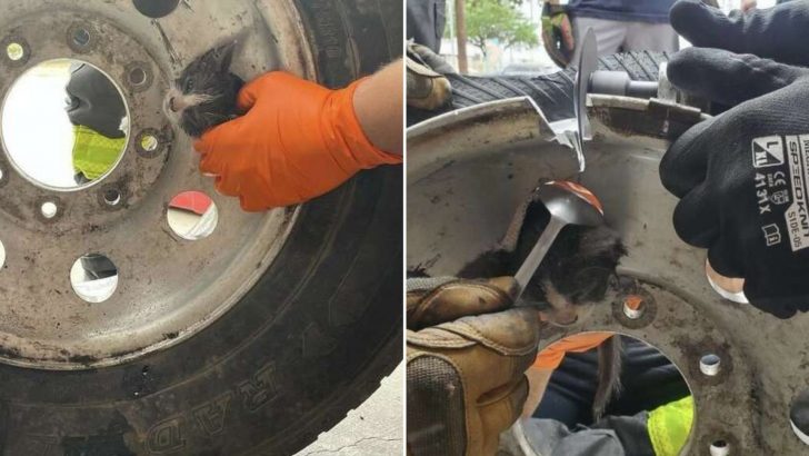 Tiny Kitten Stuck In A Tire Rim For 2 Days Is Finally Free Thanks To San Antonio Firefighters 