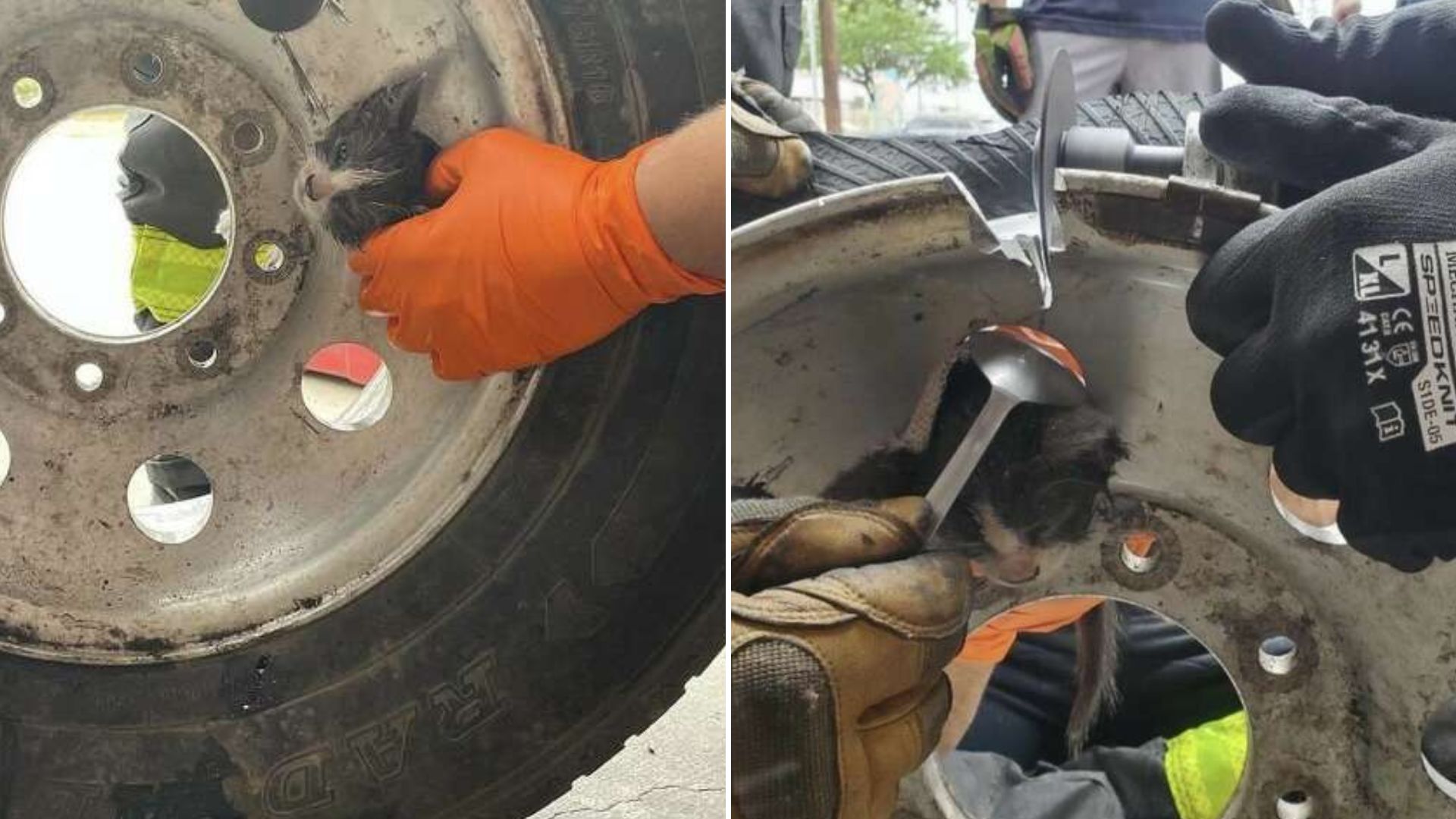 kitten stuck in tire rim