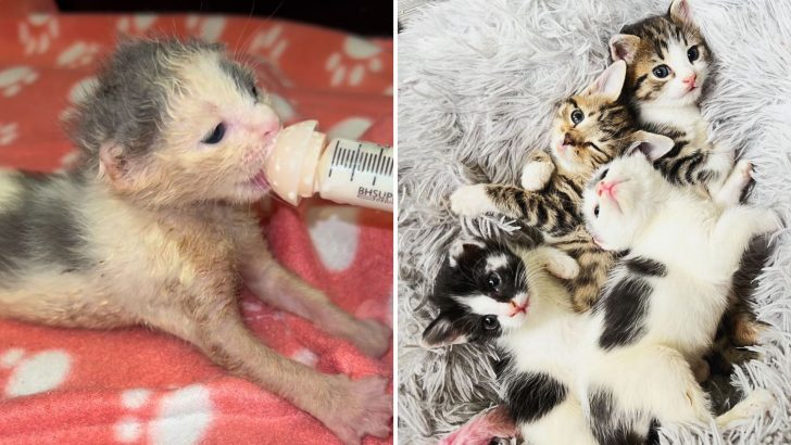 Tiny Kittens Saved By Kind Rescuer After Being Abandoned In A Box At A Loading Dock