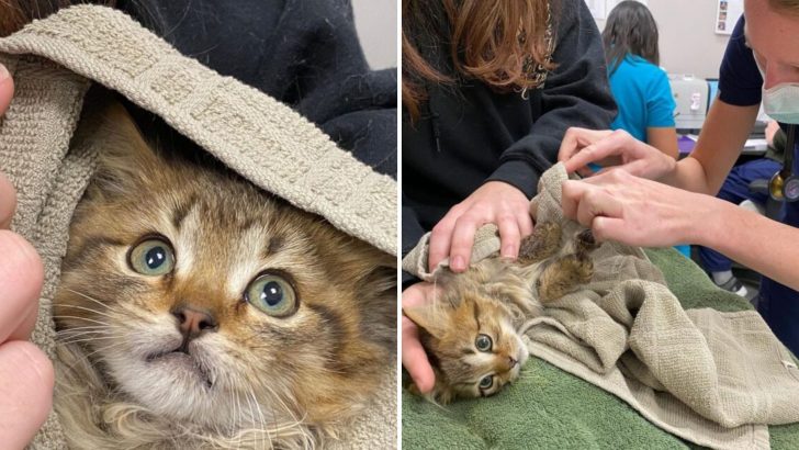 Tiny Tabby Kitten Fights For Life After Being Frozen To A Trailer