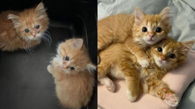 Twin ginger kittens