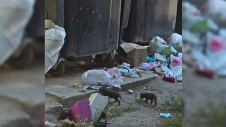 Two Kittens Abandoned At Landfill Are Living Proof That Human Cruelty Sometimes Knows No Bounds