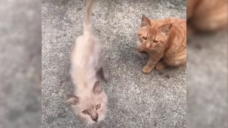 two stray cats