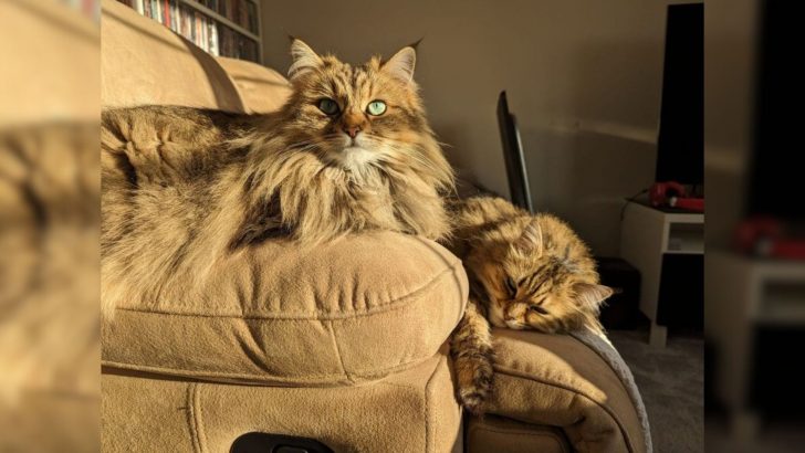 Two Unique Feral Cats With Special Needs Find A Loving Home Together