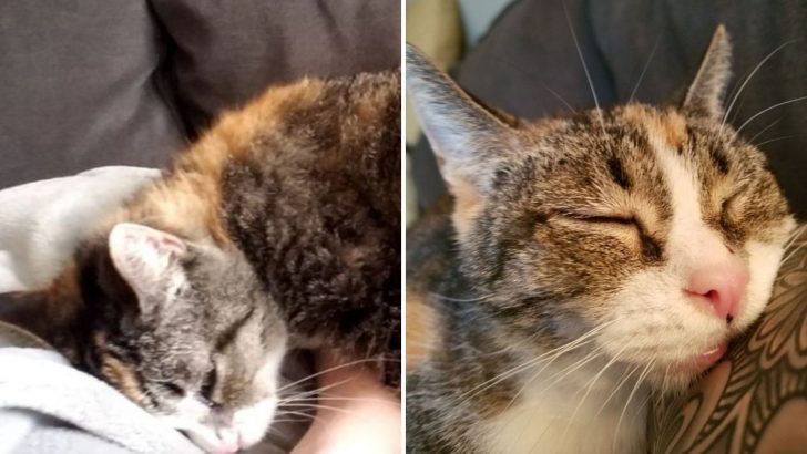 Unwanted Deaf Cat Finally Adopted After Spending Years In Shelter