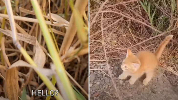 Washington Couple Pulls Over After Spotting A Tiny Ginger Kitten On The Side Of The Road