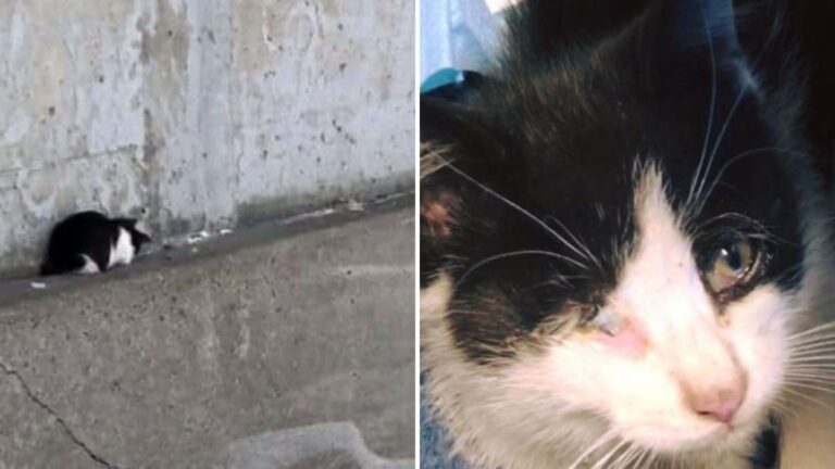 What Began As One Kitten Rescue In Indiana Turned Into A Shocking Second Discovery