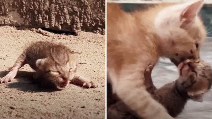 What This Kitten Did To Help A Furry Friend In Need Will Leave You Speechless