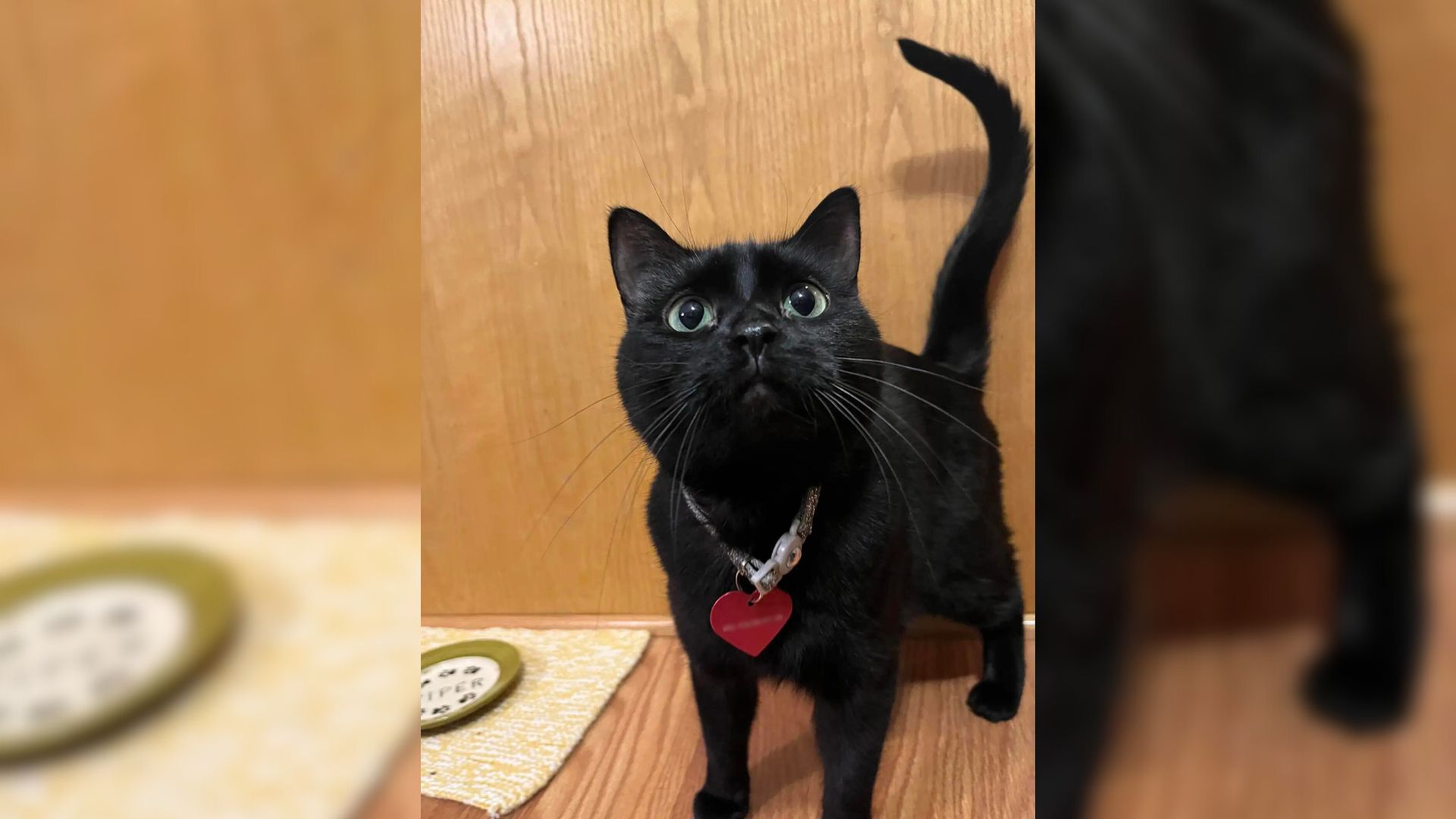 black cat with necklace