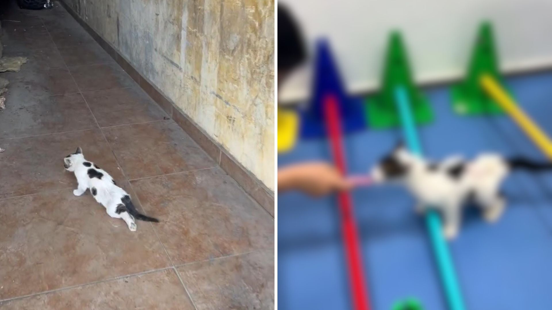 paralyzed kitten learns to walk