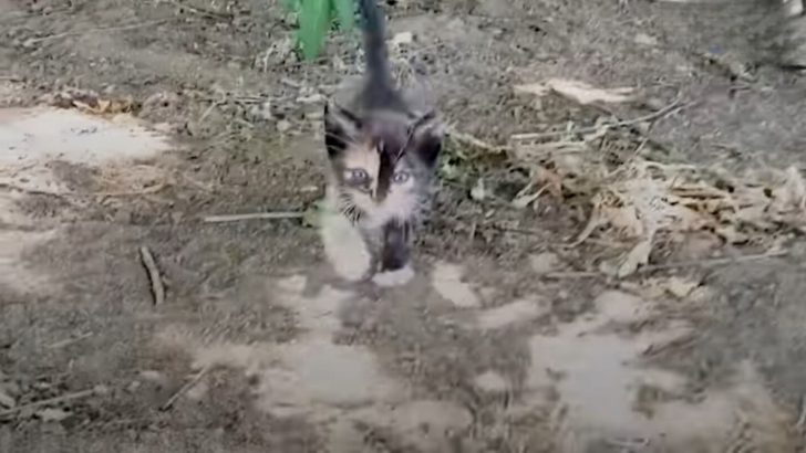 Woman Follows Soft, Squeaky Meows And Gets Ambushed By A Tiny Kitten